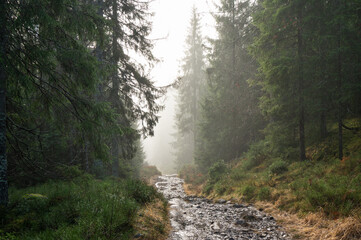 Heavy fog obscures the forest in the distance in Nordmarka, Norway.