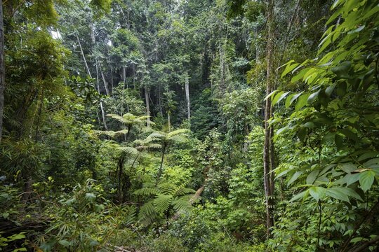 Tree ferns among dense vegetation in tropical rainforest, Amani Nature Forest Reserve, Tanga, Tanzania