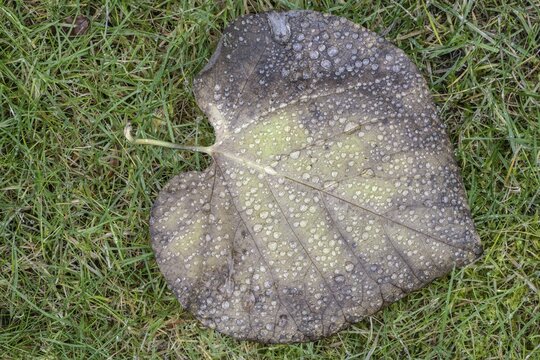 Dew drops on a leaf, Emsland, Lower Saxony, Germany