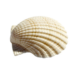 Closeup of a textured seashell on a white background.