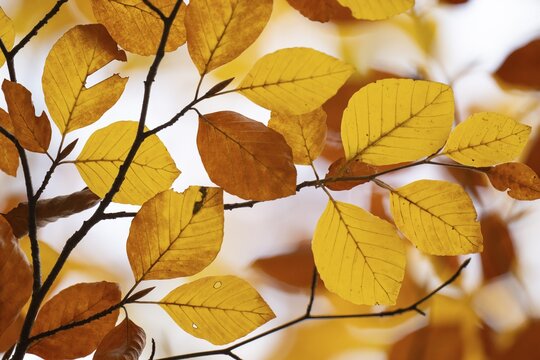 Yellow-brown colored beech leaves against white background, autumn, Stuttgart, Germany