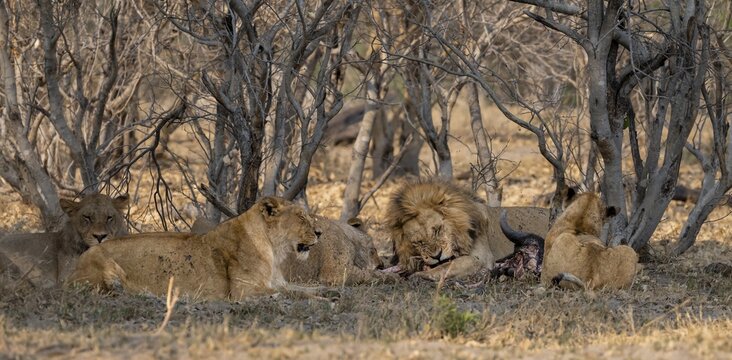 Lion (Panthera Leo) with kill, pack eats captured buffalo, adult male with prey, Moremi Game Reserve, Botswana