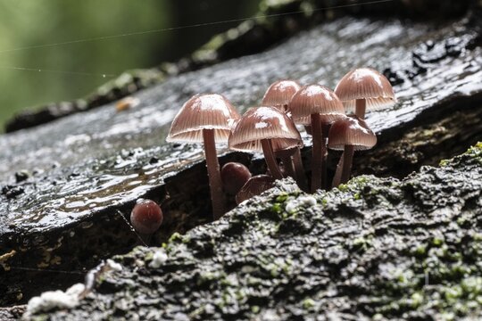 Large blood helminth (Mycena haematopus), Emsland, Lower Saxony, Germany