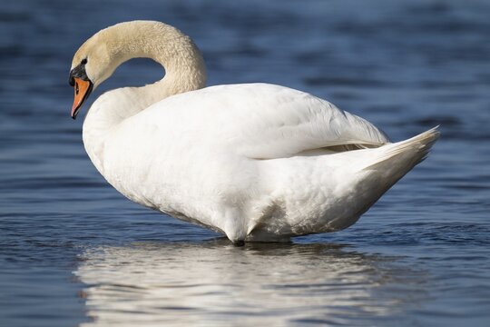 Mute swan (Cygnus olor), Bagges D&aelig;mning, Ringk&oslash;bing Fjord, Denmark