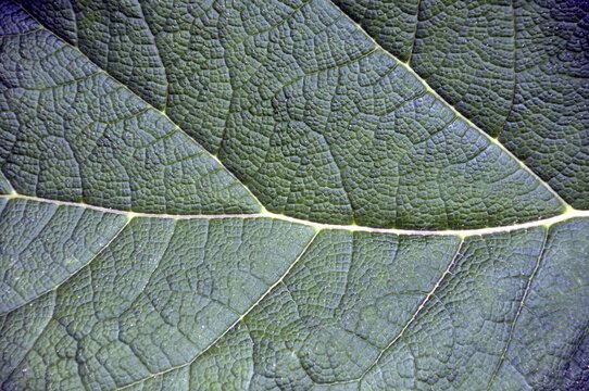 Mammoth leaf, Gunneratinctoria, Chile