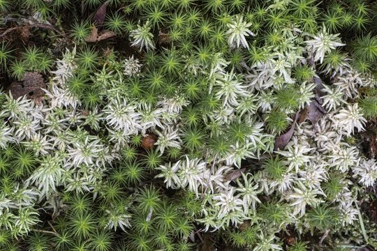 Peat moss (Sphagnum) between common sphagnum moss (Polytrichum commune), Emsland, Lower Saxony, Germany