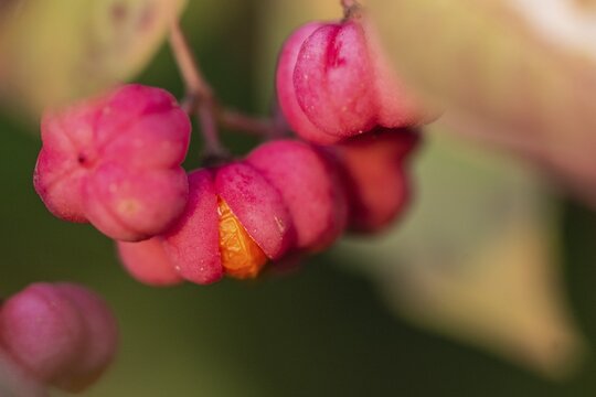 European spindle bush (Euonymus europaeus), Emsland, Lower Saxony, Germany
