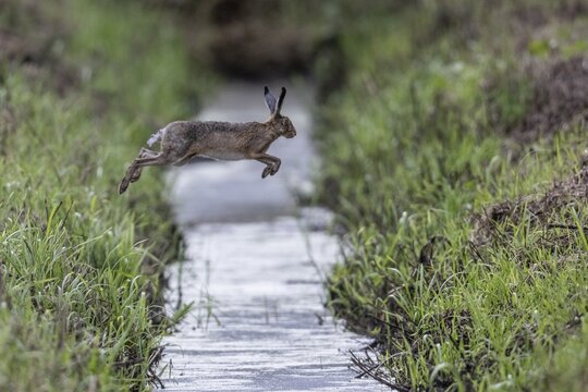 European hare (Lepus europaeus) jumping over a ditch, Emsland, Lower Saxony, Germany