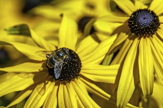 Hoverfly (Syrphidae) sits on a sunflower (Rudbeckia hirta), Baden-W&uuml;rttemberg, Germany