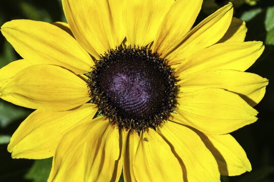Rauher Sonnehut (Rudbeckia hirta), yellow flowering, Baden-W&uuml;rttemberg, Germany
