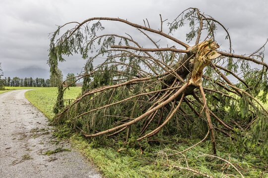 Fallen tree after a thunderstorm and storm, thunderstorm on 26.8.23 near Benediktbeuern, Bavaria, Germany