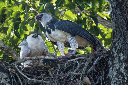 Female Harpy Eagle, Harpia harpyja, feeding her 4 month old chick with a capuchin monkey, Alta Floresta, Amazon, Brazil