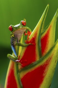 Red-eyed tree frog (Agalychnis callidryas), sitting on the blossom of a false bird-of-paradise (Heliconia), Heredia province, Costa Rica
