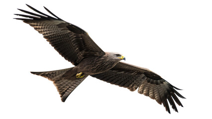 Bird of prey black kite (Milvus migrans) flying cut out on PNG isolated on white background. AI GENERATED.