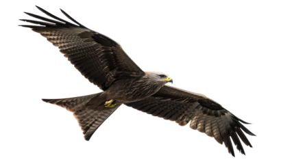 Bird of prey black kite (Milvus migrans) flying cut out on PNG isolated on white background. AI GENERATED.