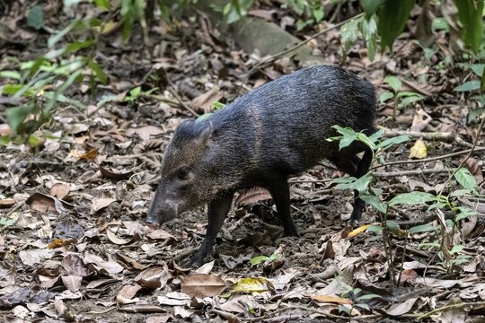 Collared peccary (Pecari tajacu) foraging in the rainforest, Corcovado National Park, Osa, Puntarena Province, Costa Rica