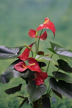Flamingo flower (Anthurium), flowering, houseplant, Ellerstadt, Germany