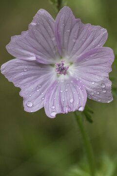 Mallow (Malva moschata), Emsland, Lower Saxony, Germany
