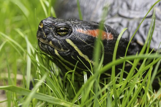 Red-eared slider (Trachemys scripta elegans), Emsland, Lower Saxony, Germany
