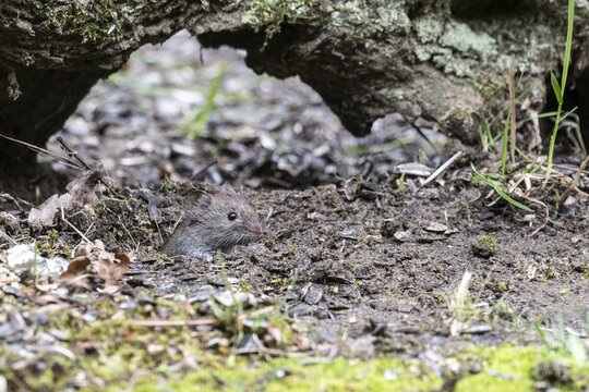 Bank vole (Myodes glareolus), Emsland, Lower Saxony, Germany