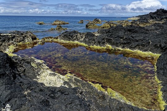A natural thermal water pool full of algae on a rocky coastal landscape overlooking the sea, Natural thermal water pool by the sea Ponta da Ferraria, Sao Miguel Island, Azores, Portugal