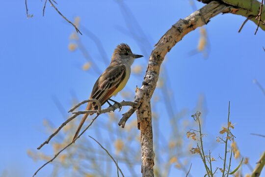 Brown-crested Tyrant, (Myiarchus tyrannulus brachyurus), adult, in perch, foraging, Sonoran Desert, Arizona, North America, USA