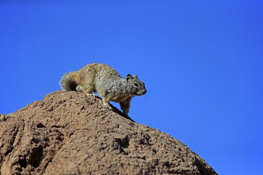 Rock gopher, (Otospermophilus variegatus), adult, on rocks, vigilant, Sonoran Desert, Arizona, North America, USA