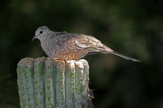 Inca dove (Columbina Inca), adult, on cactus, Sonora Desert, Arizona, North America, USA