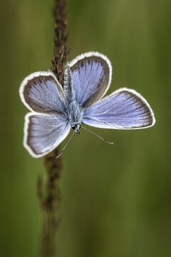 Amanda's blue (Polyommatus amandus), Emsland, Lower Saxony, Germany