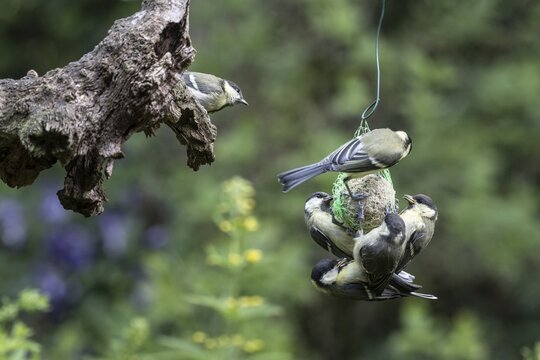 Great tits (Parus major) at the tit dumpling, Emsland, Lower Saxony, Germany