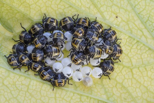 Egg clutches with larvae of the tree bug, forest guard (Arma custos) on a leaf, Hesse, Germany