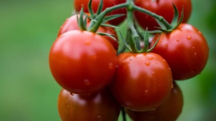 Vine-ripened red tomatoes with water droplets, fresh and juicy, ready to eat - Powered by Adobe