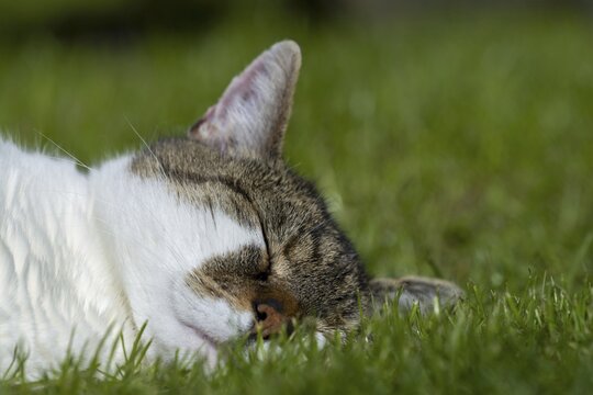 Snoozing and contented domestic cat (Felis catus), Blaustein, Baden-W&uuml;rttemberg, Germany