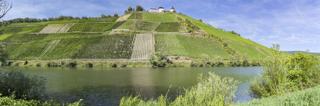P&uuml;ndericher Marienburg vineyard, vineyards, Moselle valley, Rhineland-Palatinate, Germany