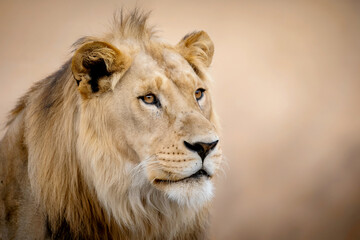 Obraz premium Majestic male lion s intense gaze amidst the african savannah s golden hues
