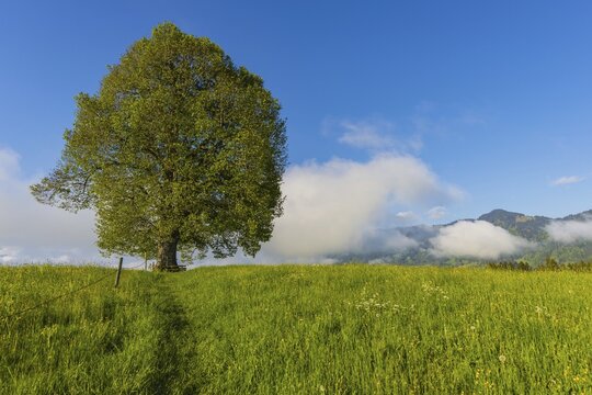 Peace lime tree (Tilia) on the Wittelsbacher H&ouml;he, 881m, Illertal, Allg&auml;u, Bavaria, Germany
