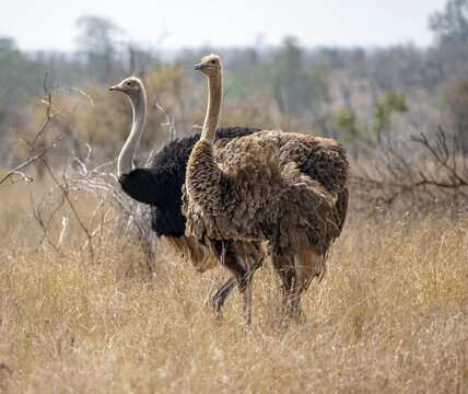 Common ostriches (Struthio camelus), adult male and female, in dry grass, Kruger National Park, South Africa