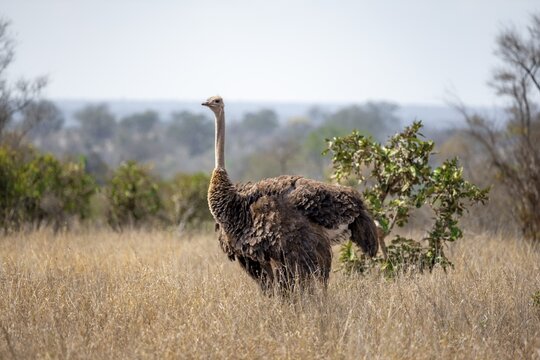 Common ostrich (Struthio camelus), adult female, in dry grass, Kruger National Park, South Africa