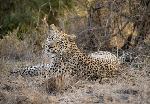 Leopard (Panthera pardus) lying in dry grass, adult, Kruger National Park, South Africa