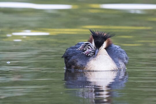 Great Crested Grebe (Podiceps scalloped ribbonfish) with chicks on its back swimming in calm, green water, Hesse, Germany