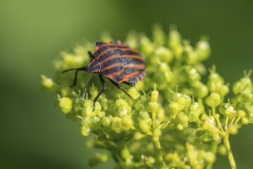 Italian striped bug (Graphosoma lineatum), Emsland, Lower Saxony, Germany