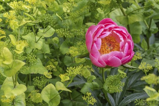Peony (Paeonia Coral Charm) between yellow umbels (Smyrnium perfoliatum), Emsland, Lower Saxony, Germany