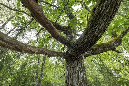 Old oak tree (Quercus), Sweden