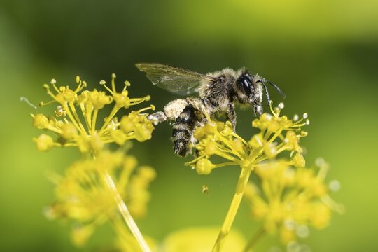 Honey bee (Apis mellifera) a Yellow umbel (Smyrnium perfoliatum), Emsland, Lower Saxony, Germany