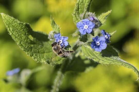 Honey bee (Apis mellifera) on Spanish ox tongue (Pentaglottis sempervirens), Emsland, Lower Saxony, Germany