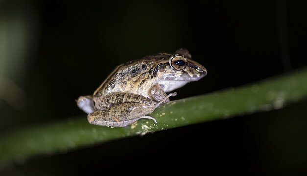 Fitzinger's dink frog (Craugastor fitzingeri) sitting on a stalk, at night, Tortuguero National Park, Costa Rica