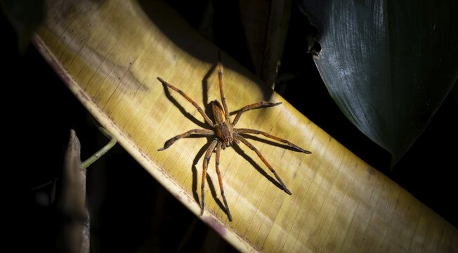 Red-legged comb spider or red-legged banana spider (Cupiennius cf. coccineus) sitting on a dry leaf at night, Tortuguero National Park, Costa Rica