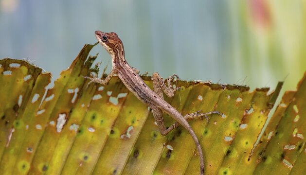 Anolis (Anolis) sitting on a leaf, Tortuguero National Park, Costa Rica