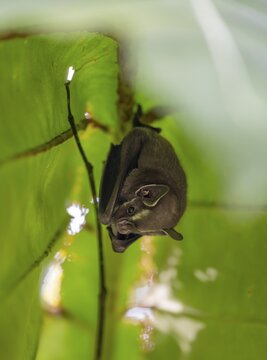 Tent-making bat (Uroderma bilobatum) hanging under a leaf, Tortuguero National Park, Costa Rica