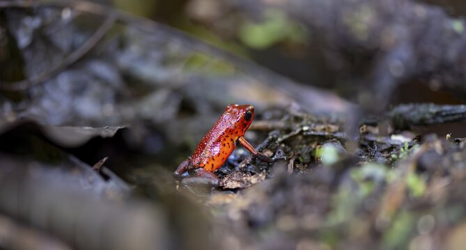 Strawberry poison-dart frog (Dendrobates pumilio), Tortuguero National Park, Costa Rica